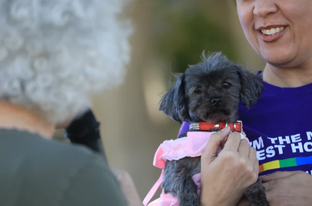 All howl Chloe Queen of WeHo, our first Pet Mayor! — source photograph 8