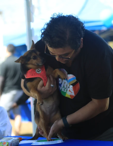 All howl Chloe Queen of WeHo, our first Pet Mayor! — source photograph 26
