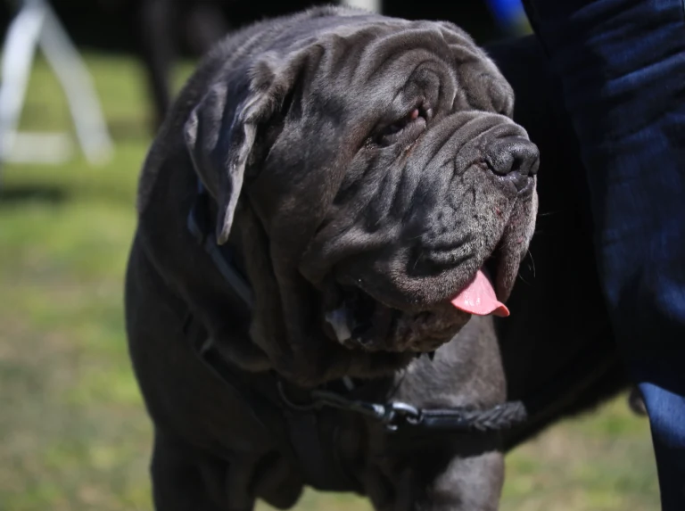 Fifi warns young pups to stay away from facial fillers.