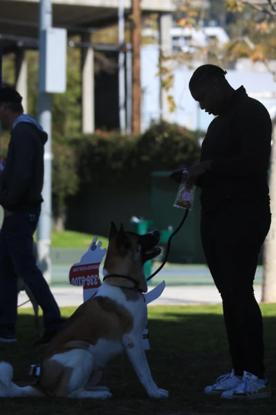 All howl Chloe Queen of WeHo, our first Pet Mayor! — source photograph 30