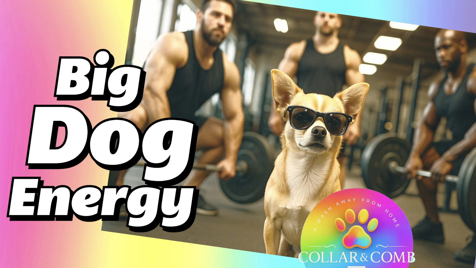 Big Dog Energy — The Collar Club