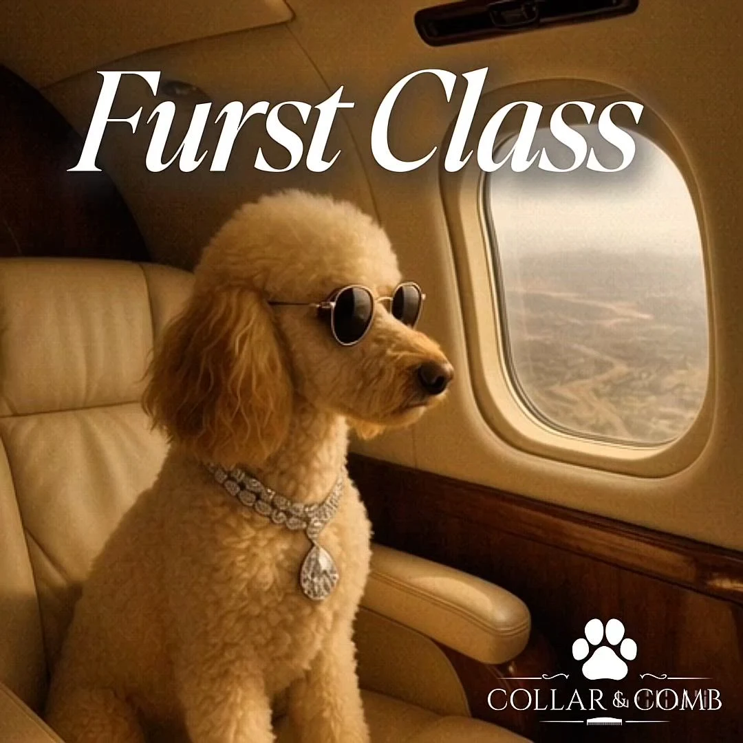 First Class — The Collar Club