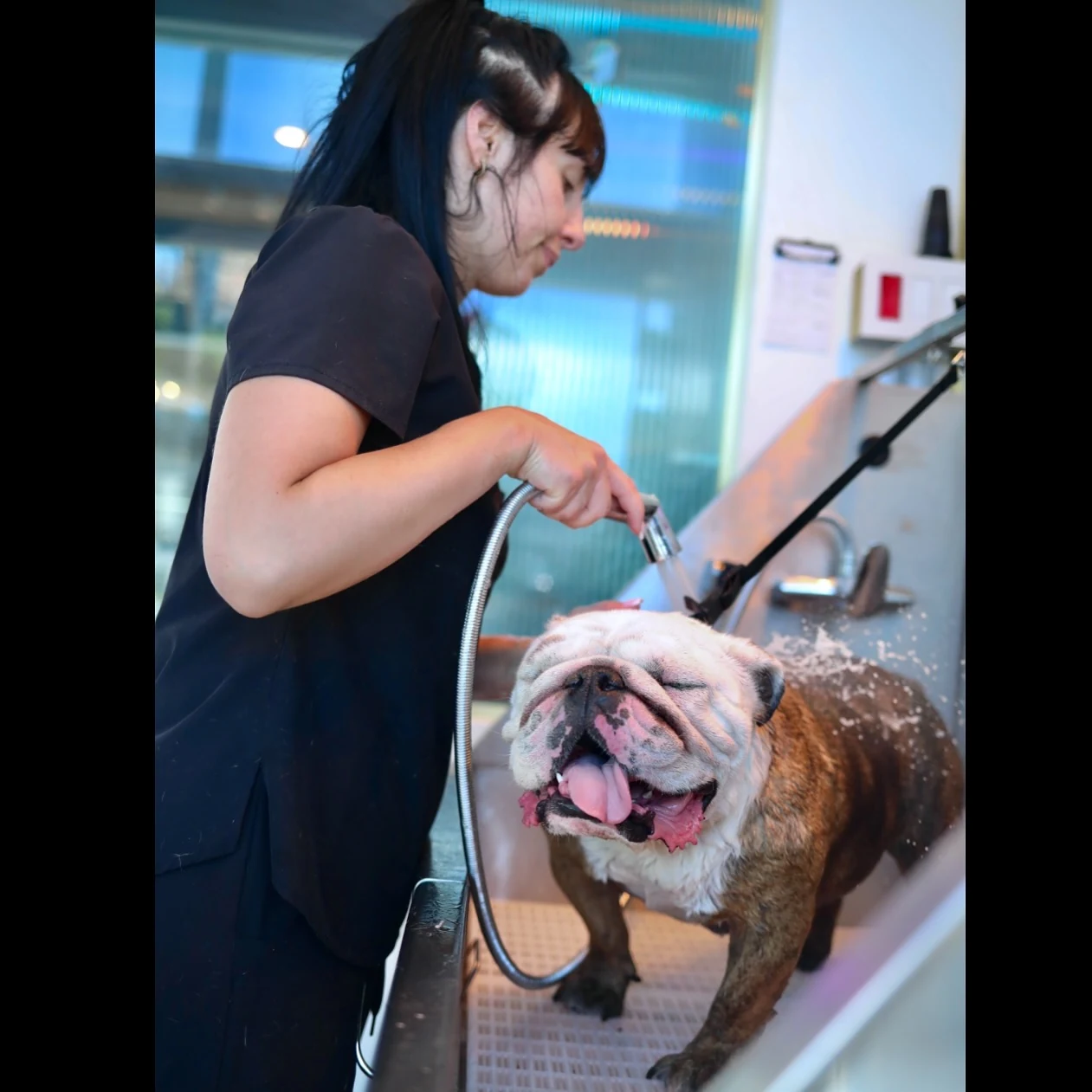 Pet Photography — The Collar Club - West Hollywood, California - 2025 - 1
