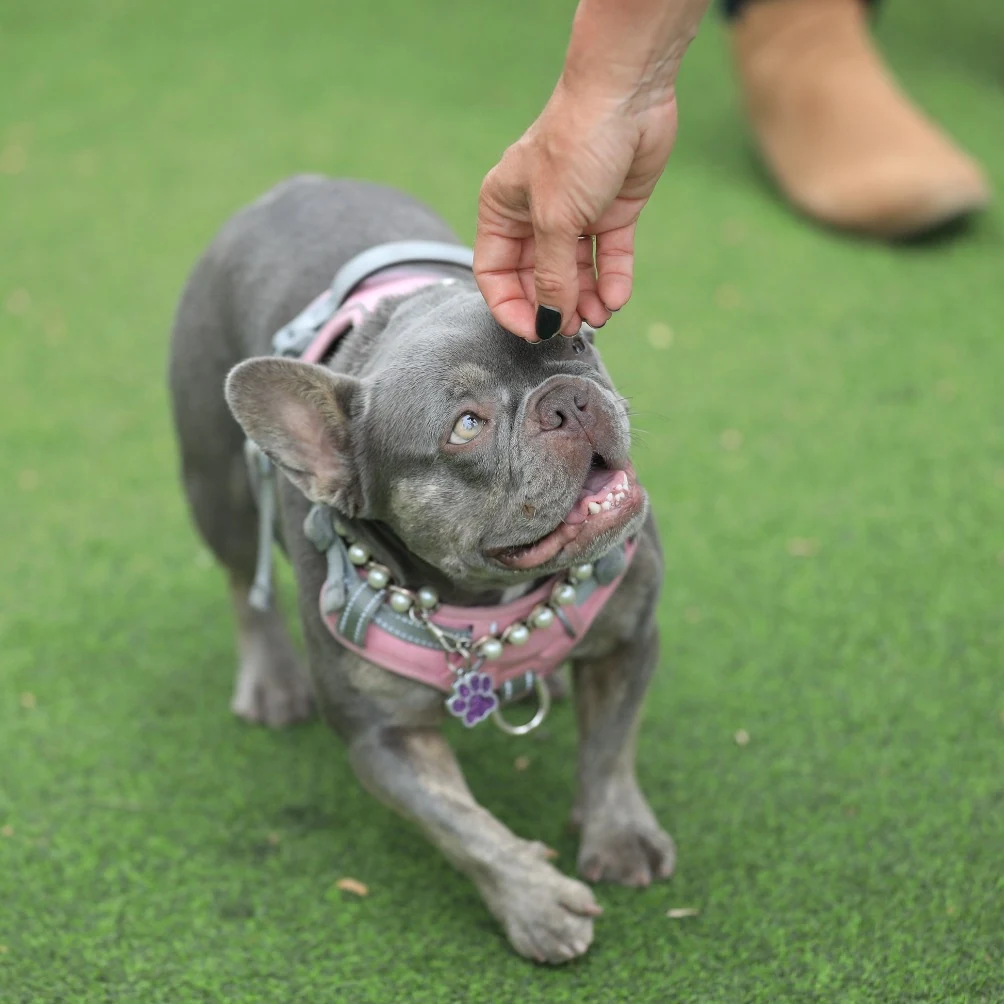 Pet Photography — The Collar Club - West Hollywood, California - 2025 - 2