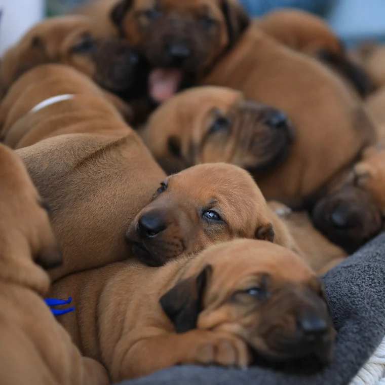 Pet Photography — The Collar Club - West Hollywood, California - 2025 - 3
