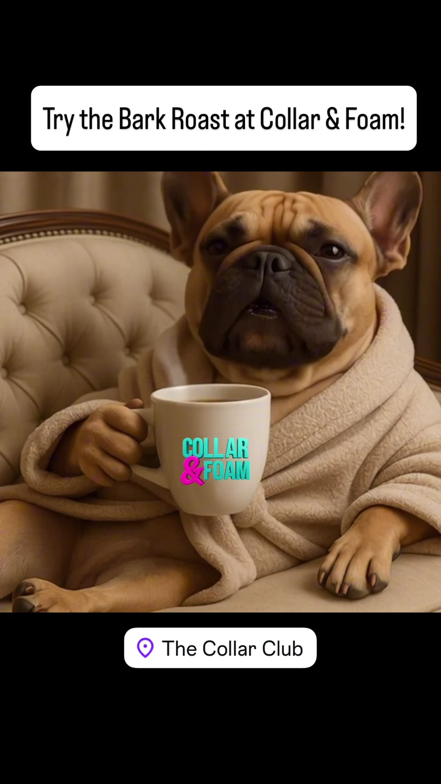 Video Ad — Collar & Foam - West Hollywood, California - 2025